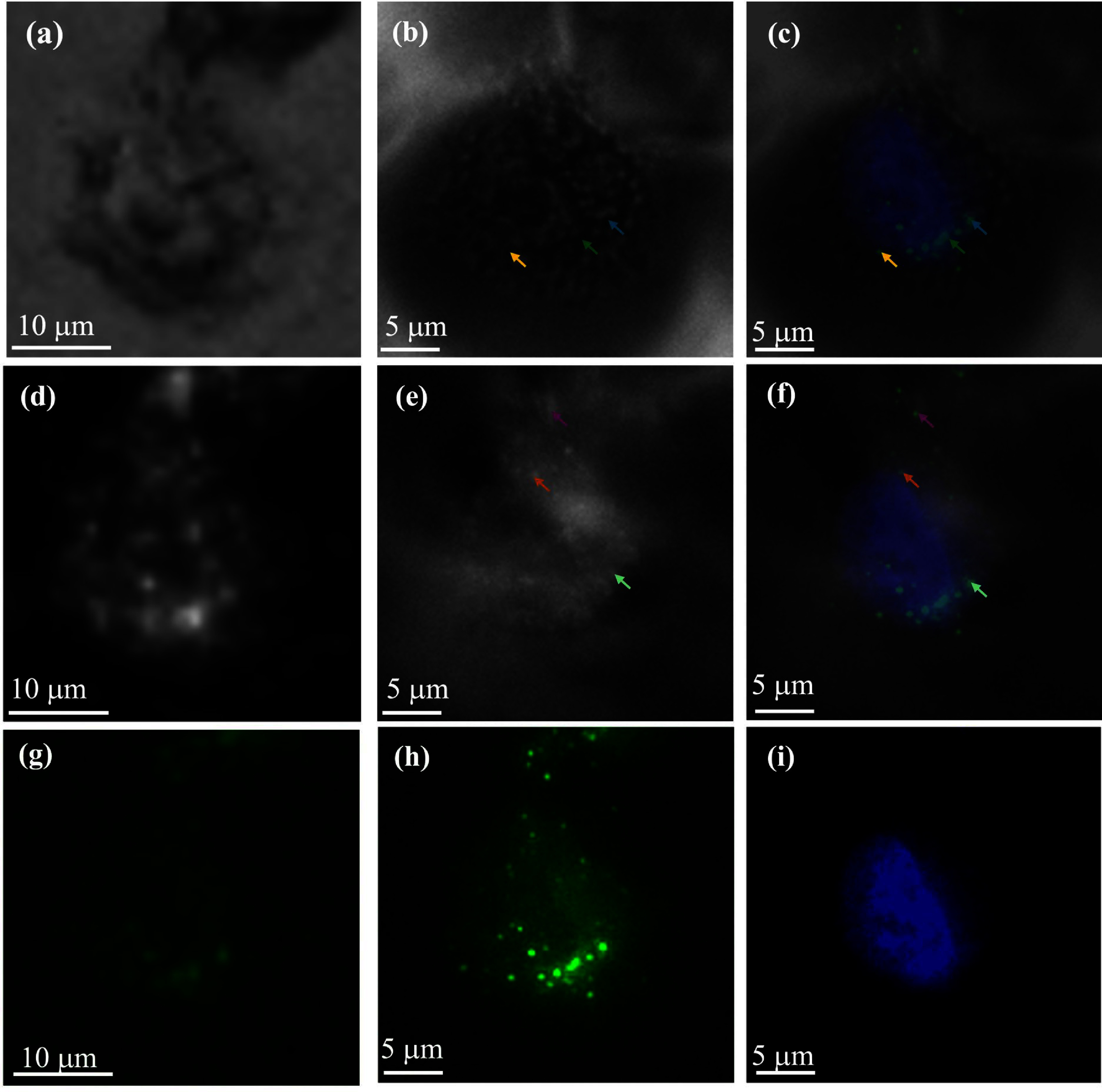 Figure 19