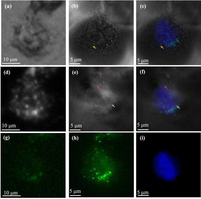 Figure 20