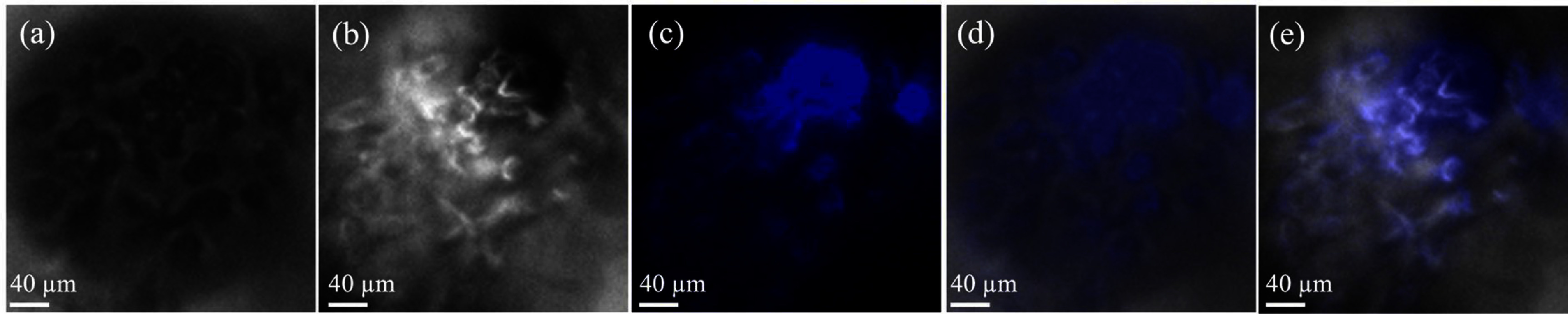 Figure 22