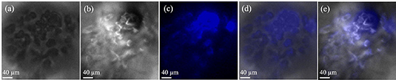 Figure 24