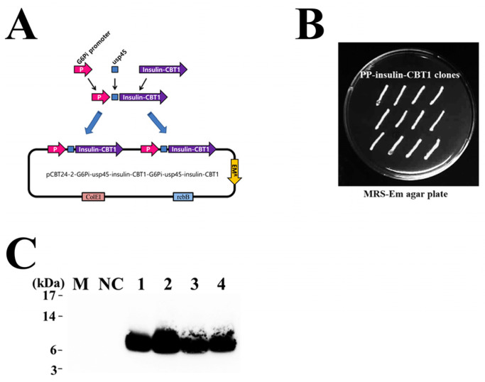 Figure 7