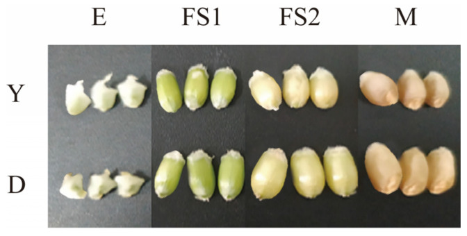 Figure 10