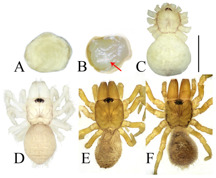 Figure 15