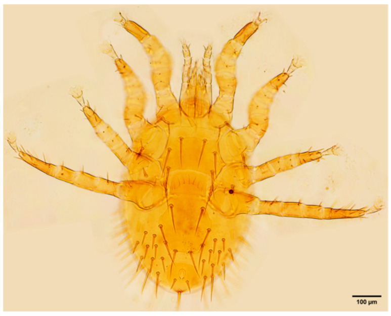 Figure 18
