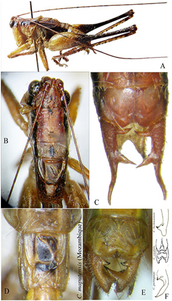 Figure 9
