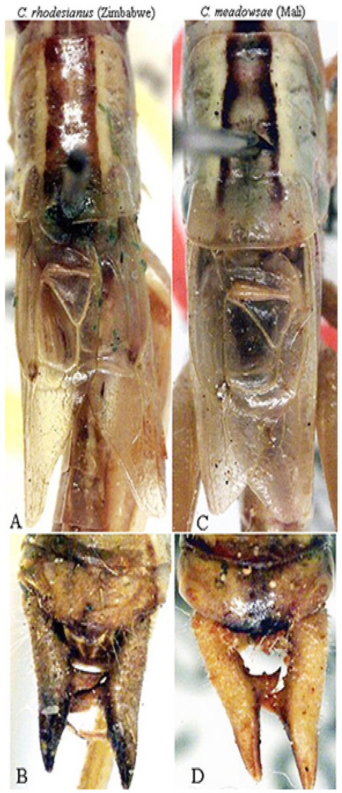 Figure 10