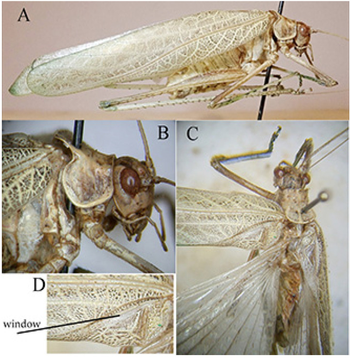 Figure 11
