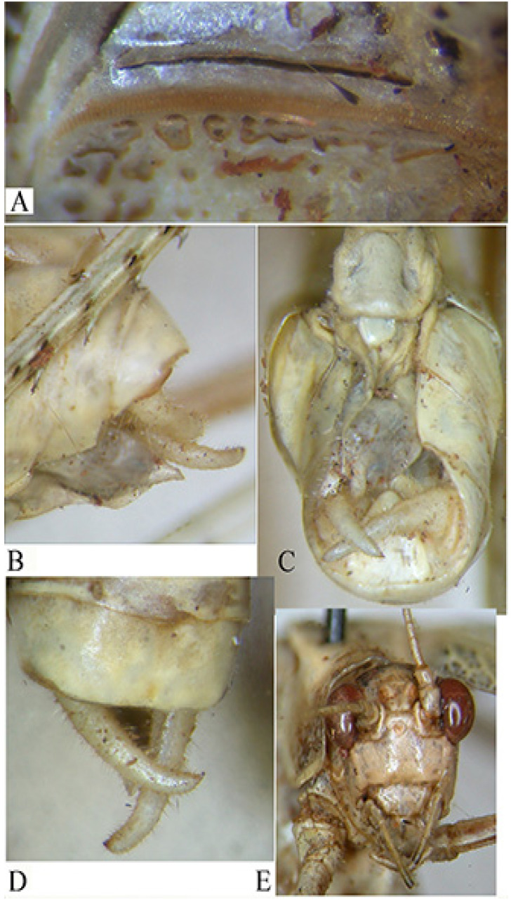 Figure 12