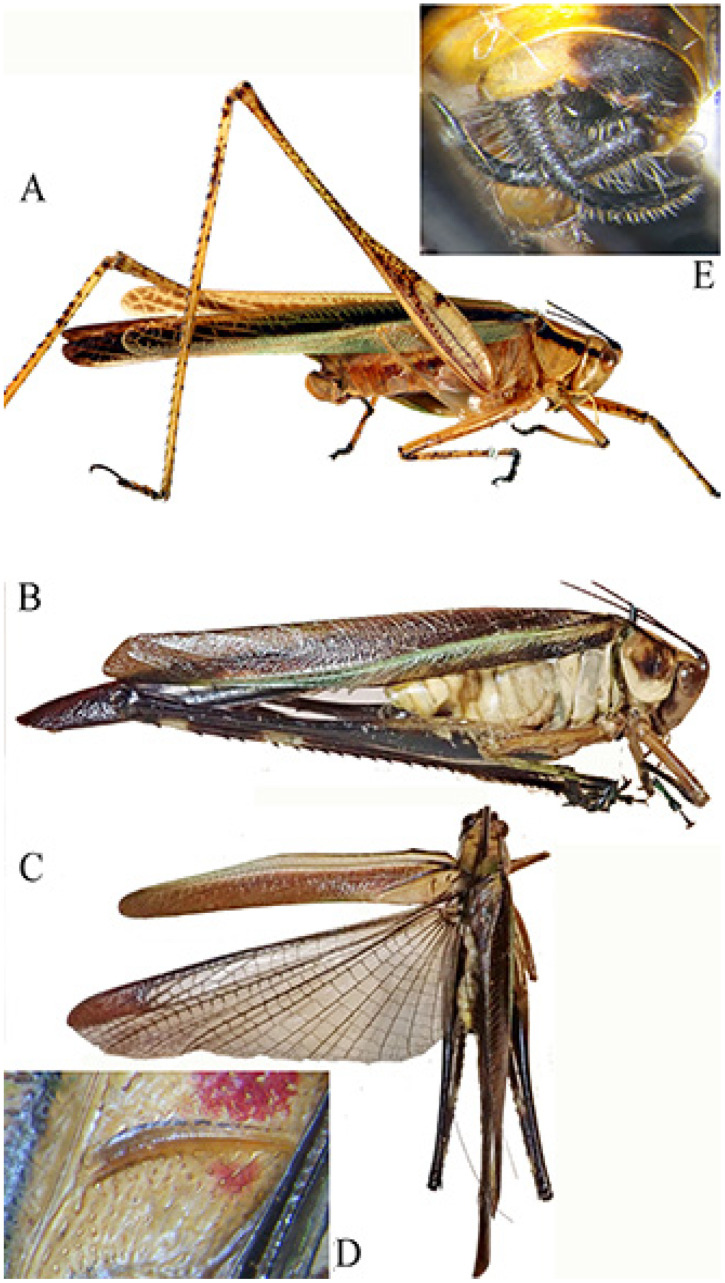 Figure 15