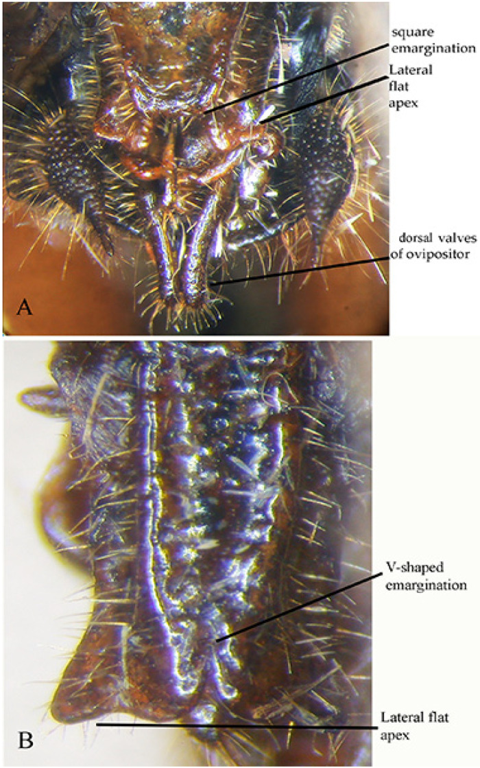 Figure 17