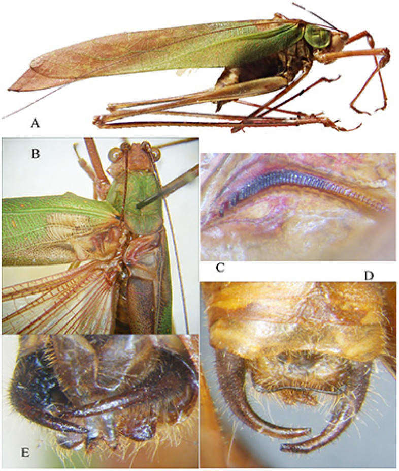 Figure 18