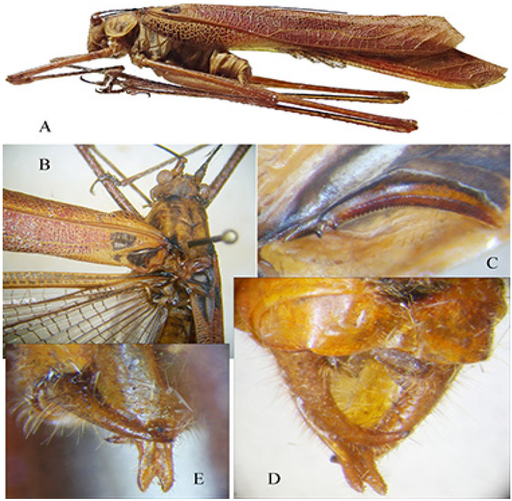 Figure 19