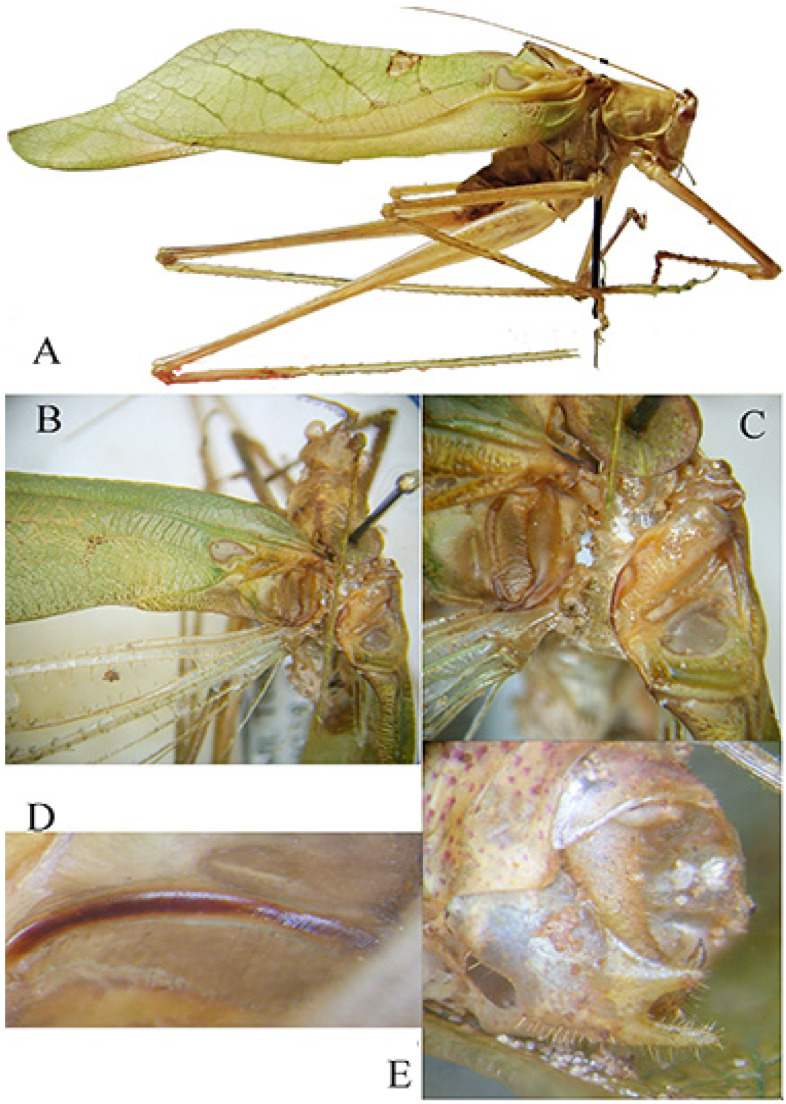 Figure 20