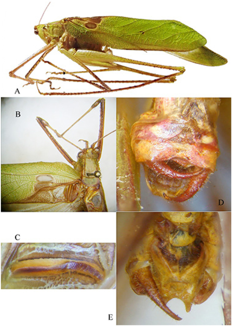 Figure 21
