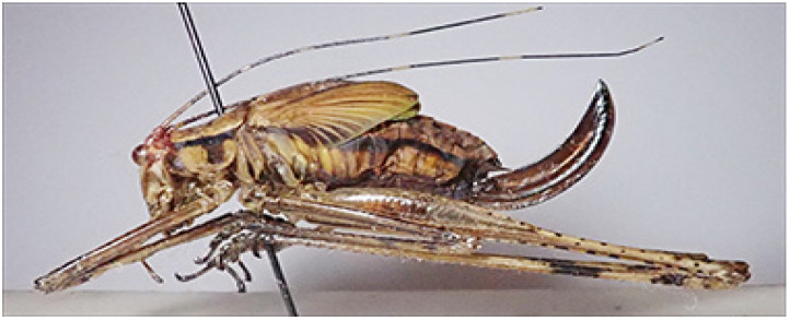 Figure 25