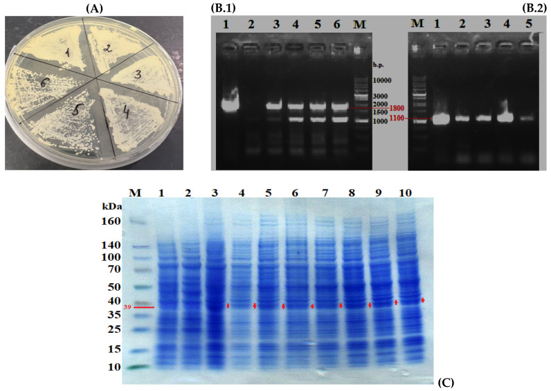 Figure 5