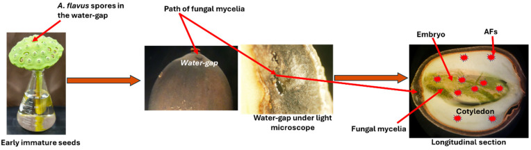 Figure 9