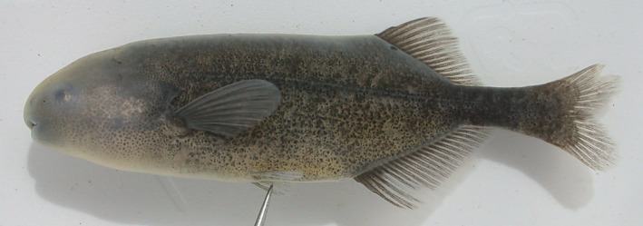 FIGURE 12