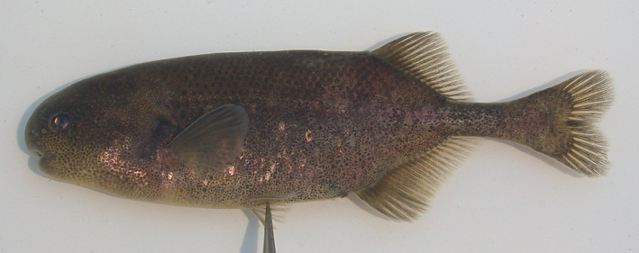 FIGURE 16