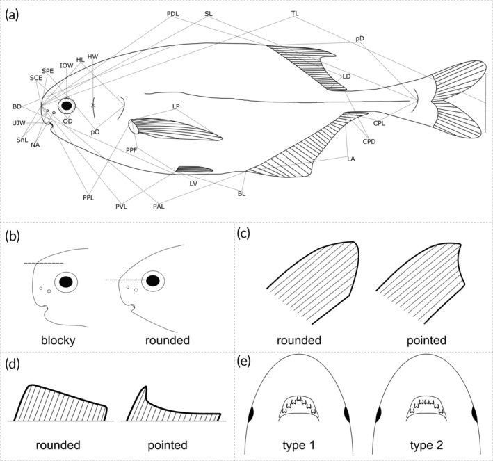 FIGURE 1