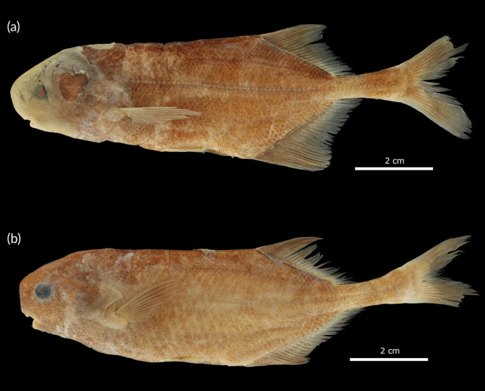 FIGURE 14