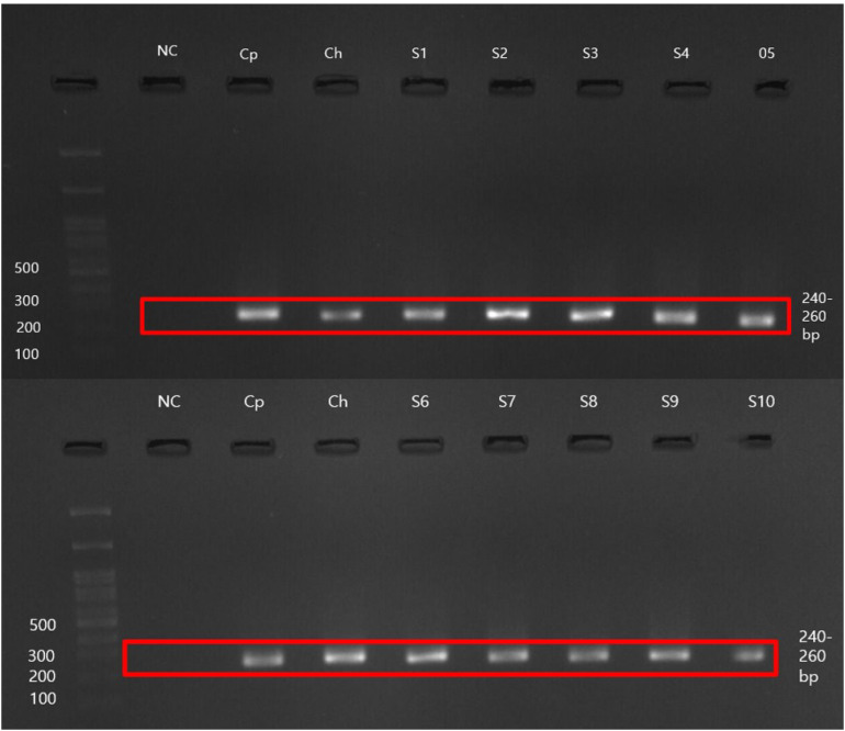 Figure 2
