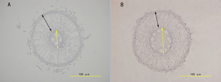 Figure 4