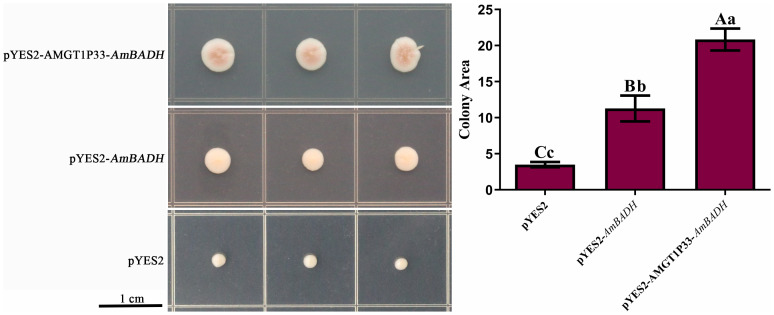 Figure 7