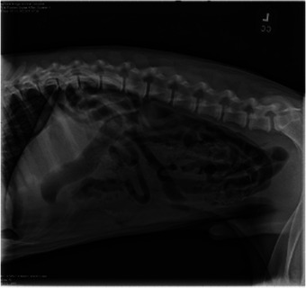 FIGURE 1