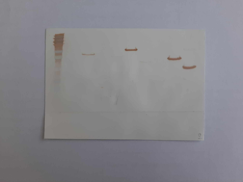 Figure 8