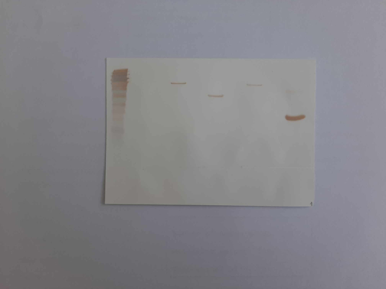 Figure 21