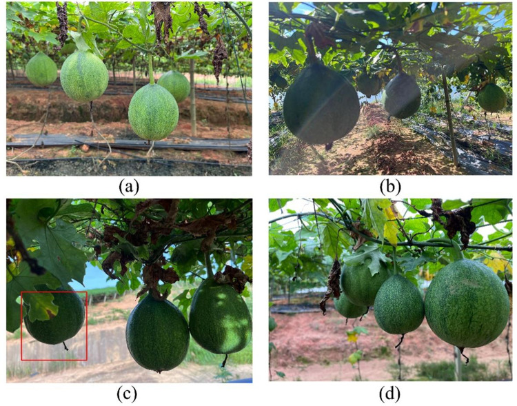 Figure 14