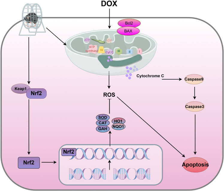 Fig 6