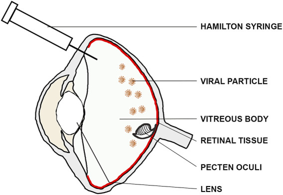 FIGURE 2