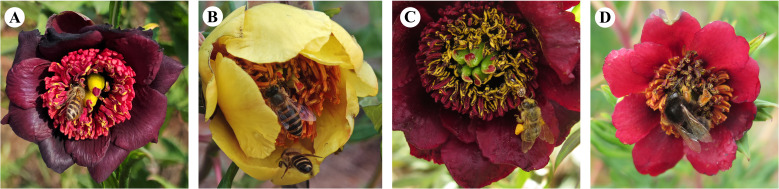 Figure 1