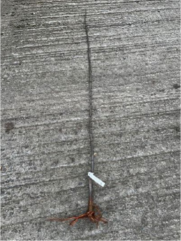 FIGURE 3