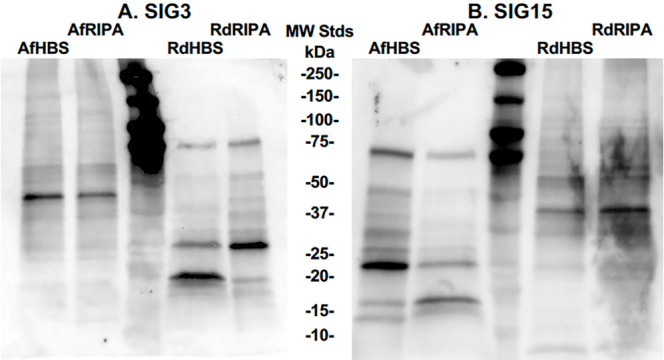 Fig 7