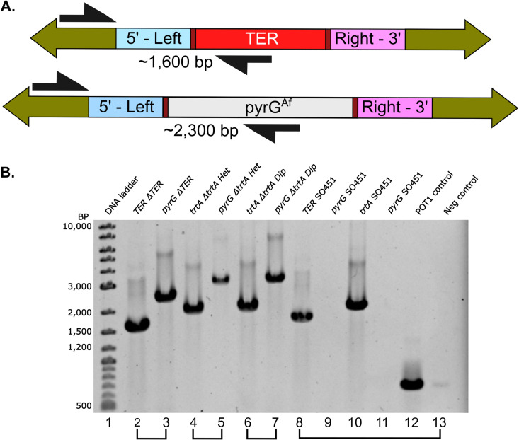 Fig 5