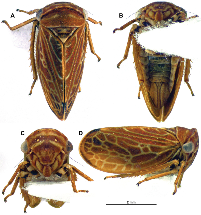 Figure 2