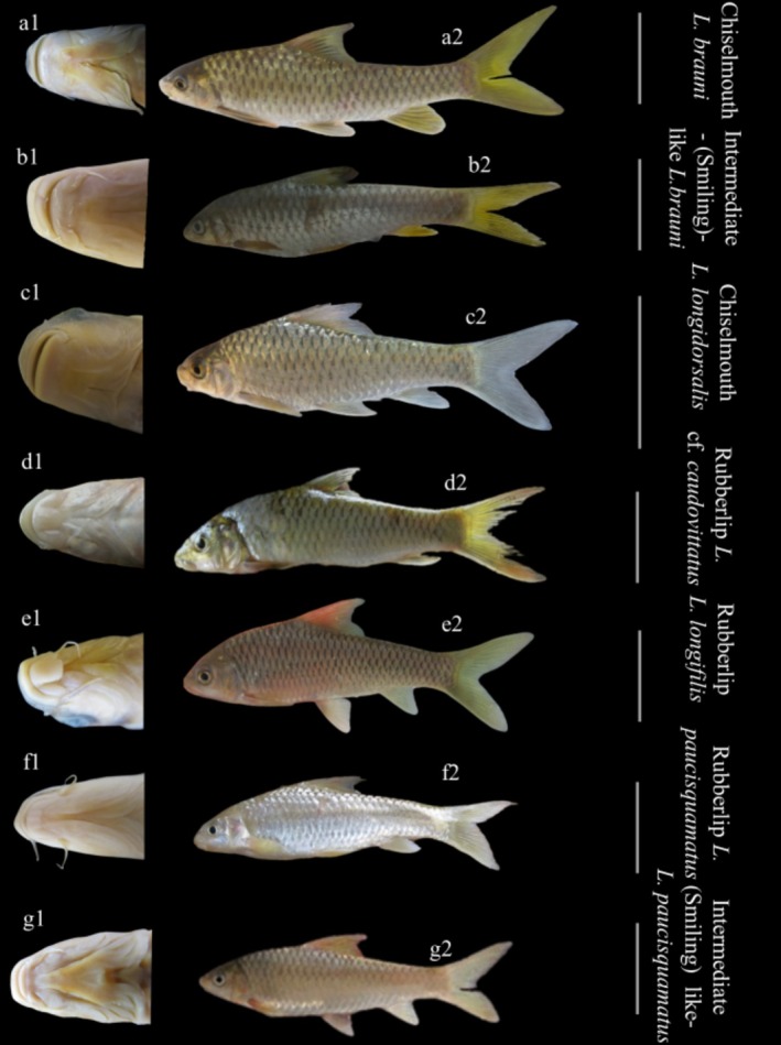 FIGURE 1