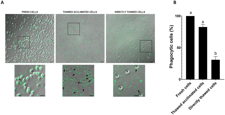 Figure 6