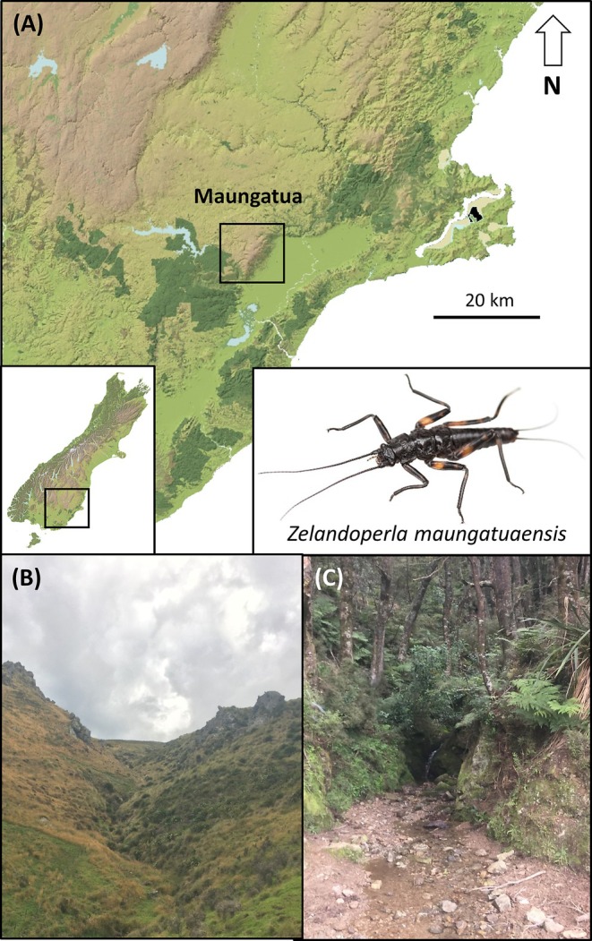 FIGURE 1