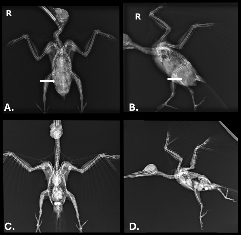 Figure 1