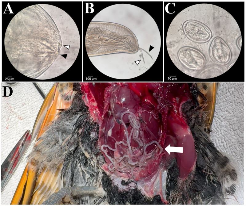 Figure 3