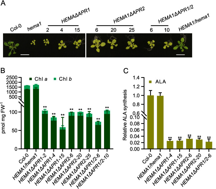 Figure 1