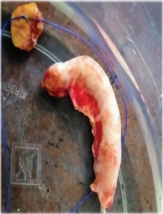 Fig. 5