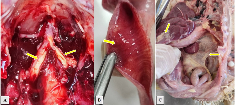 Fig 6