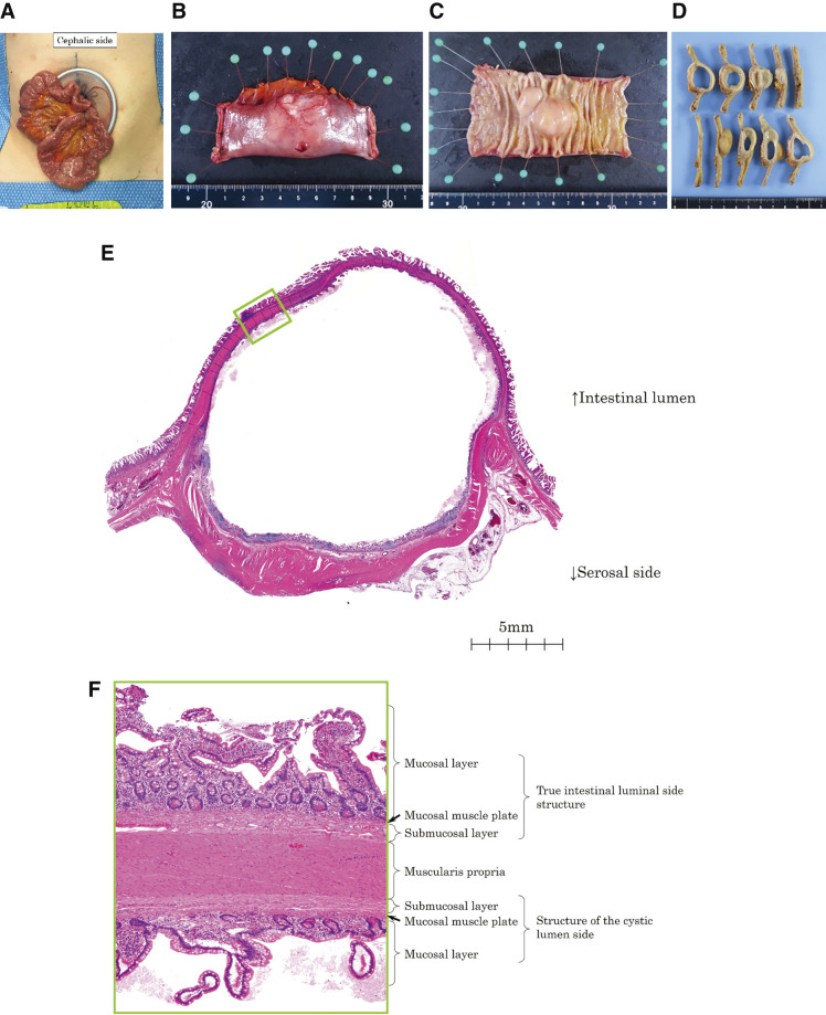 Fig. 4