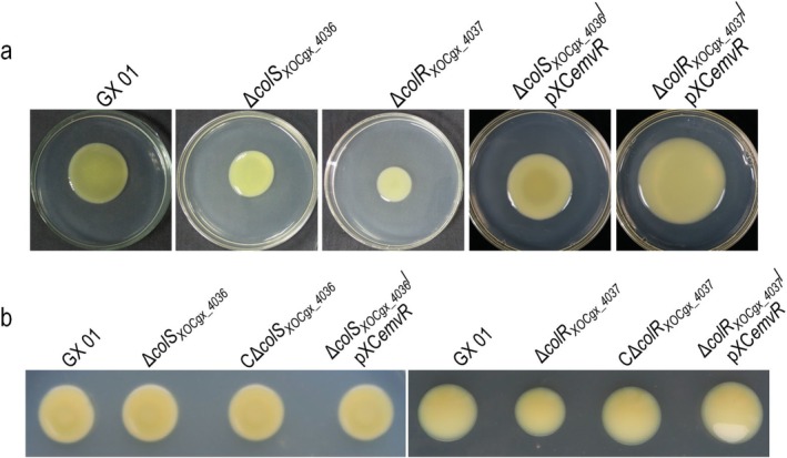 FIGURE 5