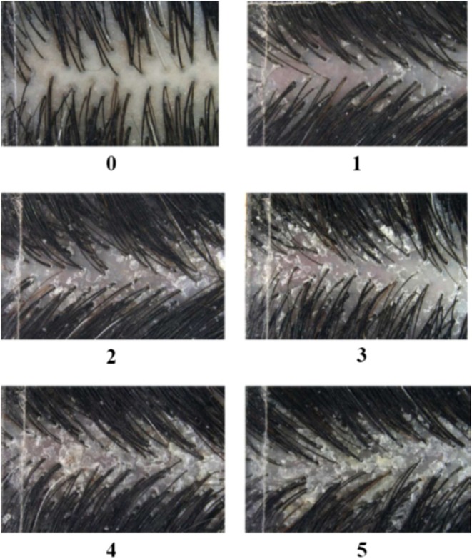 FIGURE 4